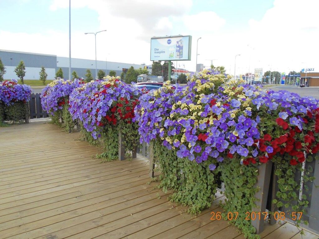 lilleparuni lillekastid tallinnas tondi restos