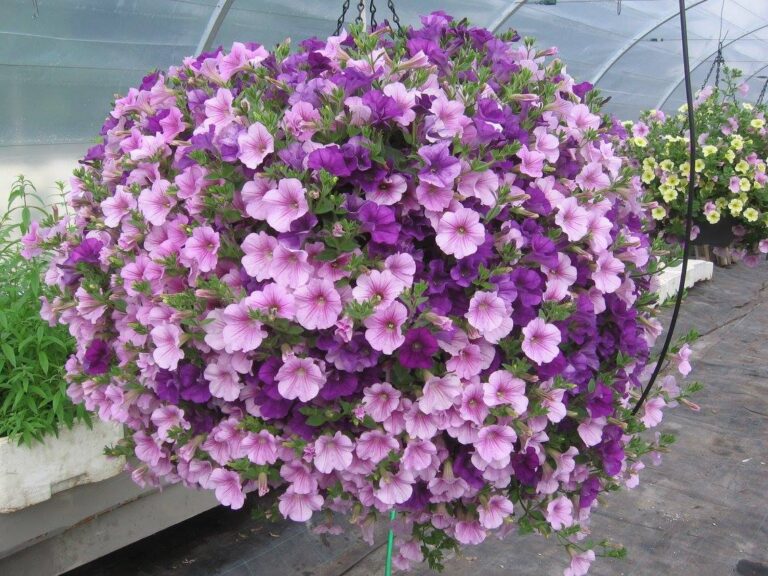 lilleparuni hiigelampel