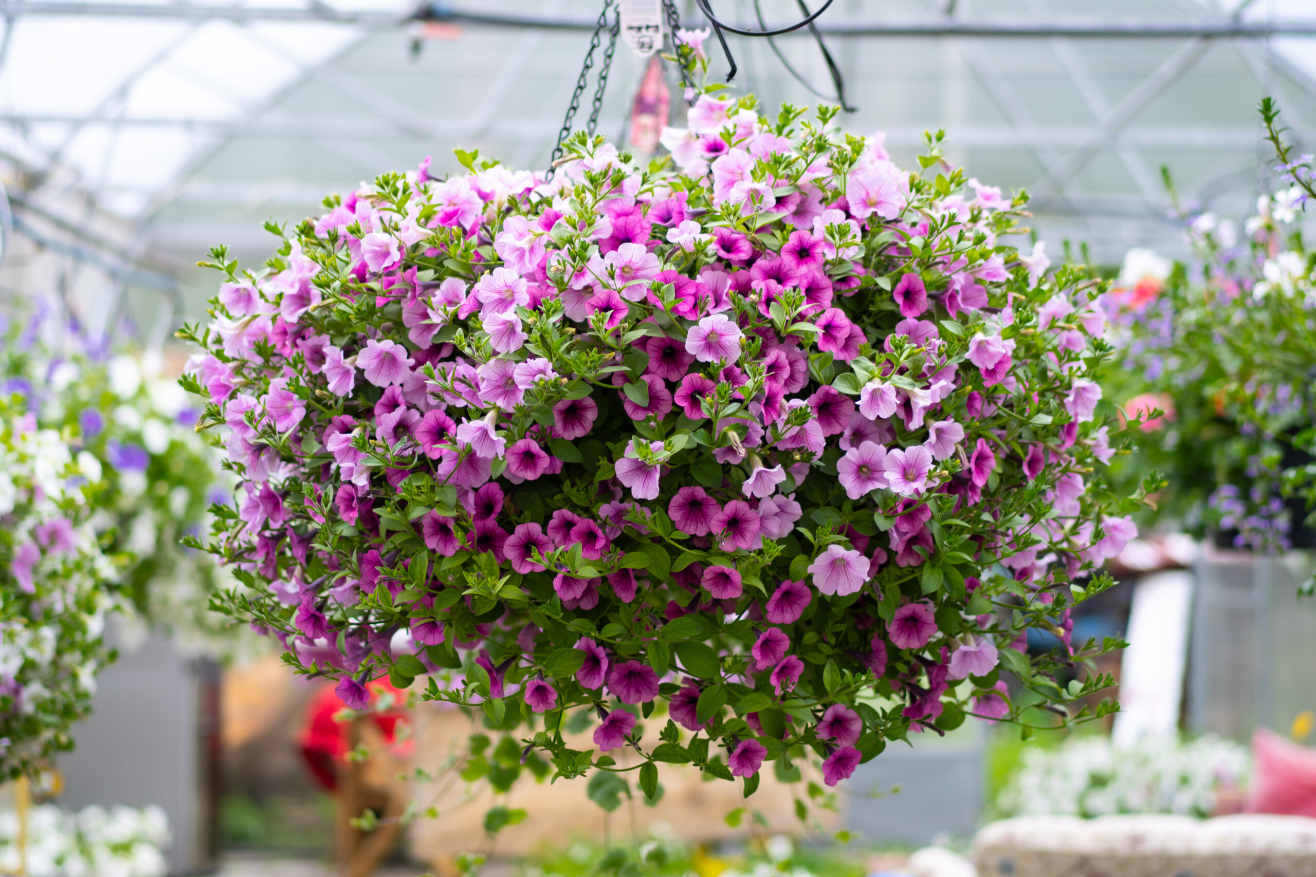 sweet pink ja pink vine Lilleparuni hiigelampel sweet pink ja pink vein seguga