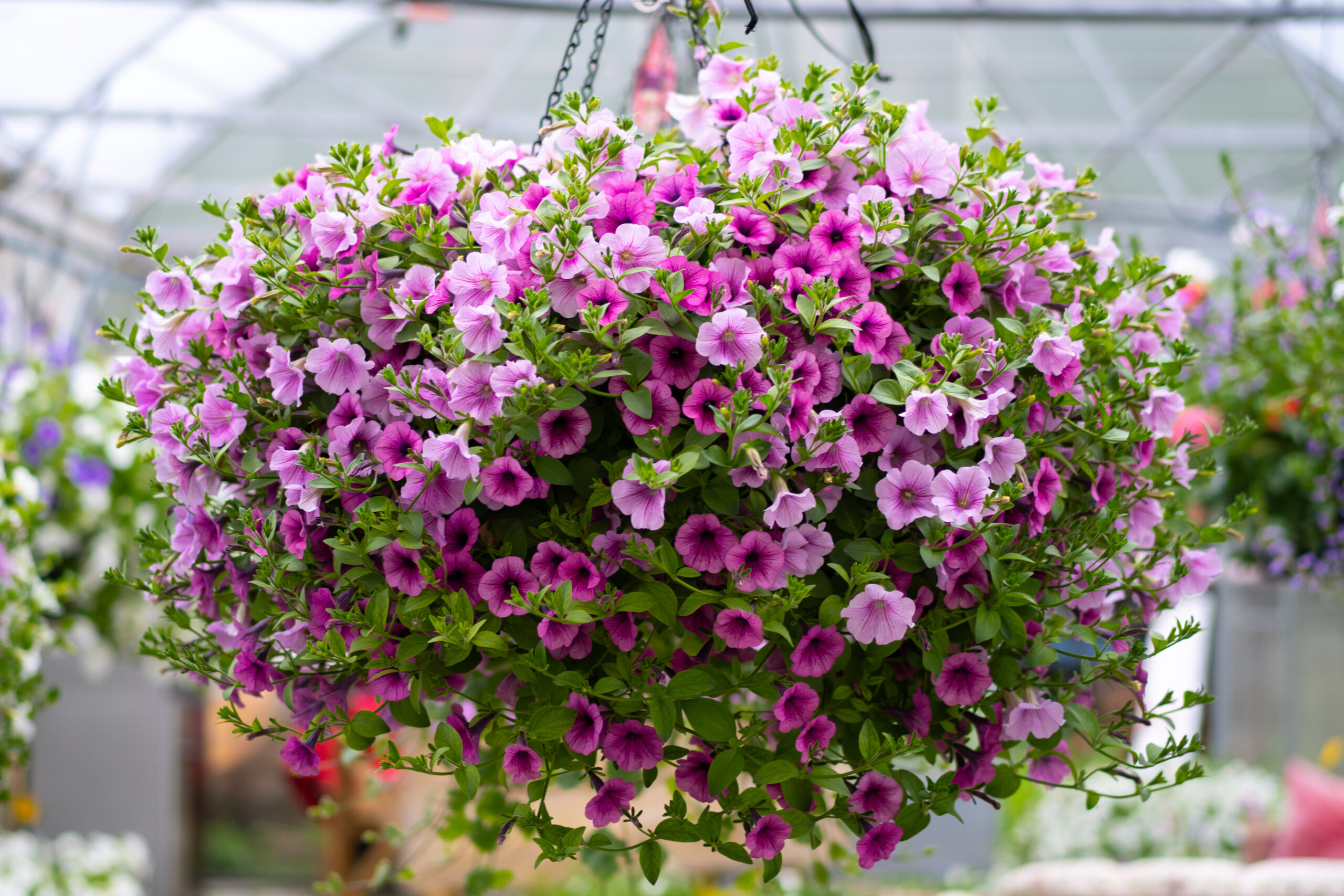 dsc02230 surfiiniad sweet pink ja pink vein