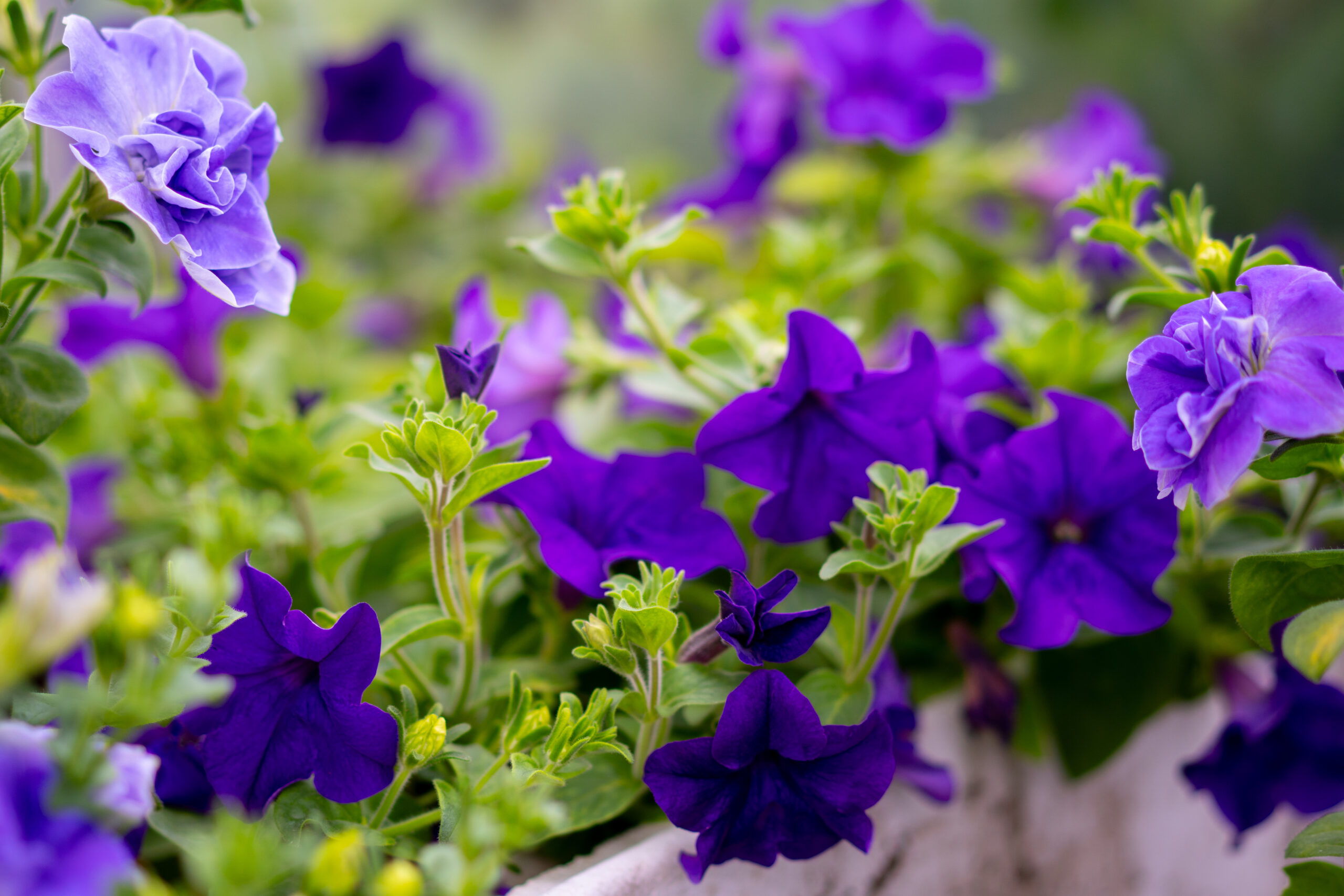 Surfiinia Blue Surfiinia Blue