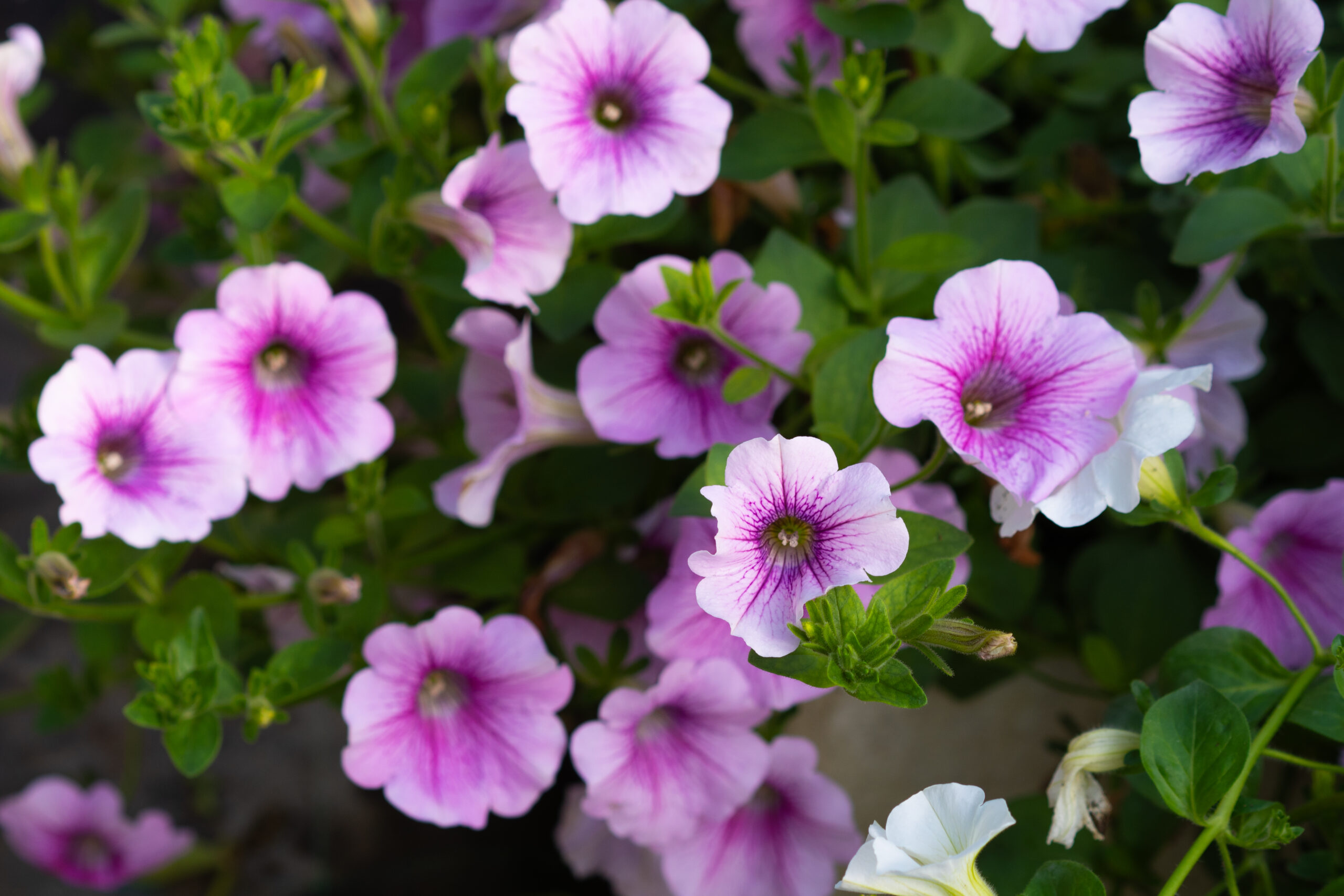 dsc02400 surfiinia sweet pink