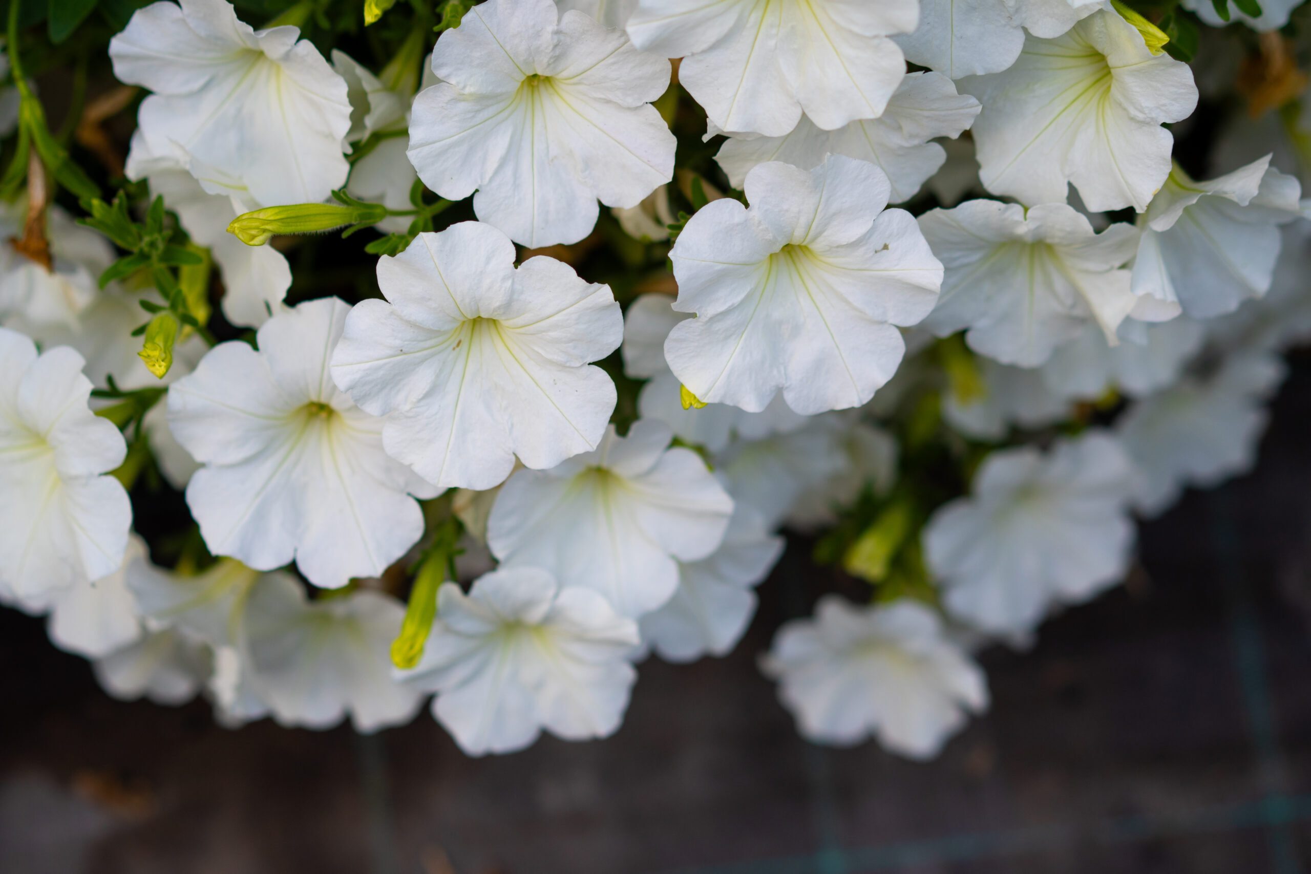 alpetunia white alpetuunia white