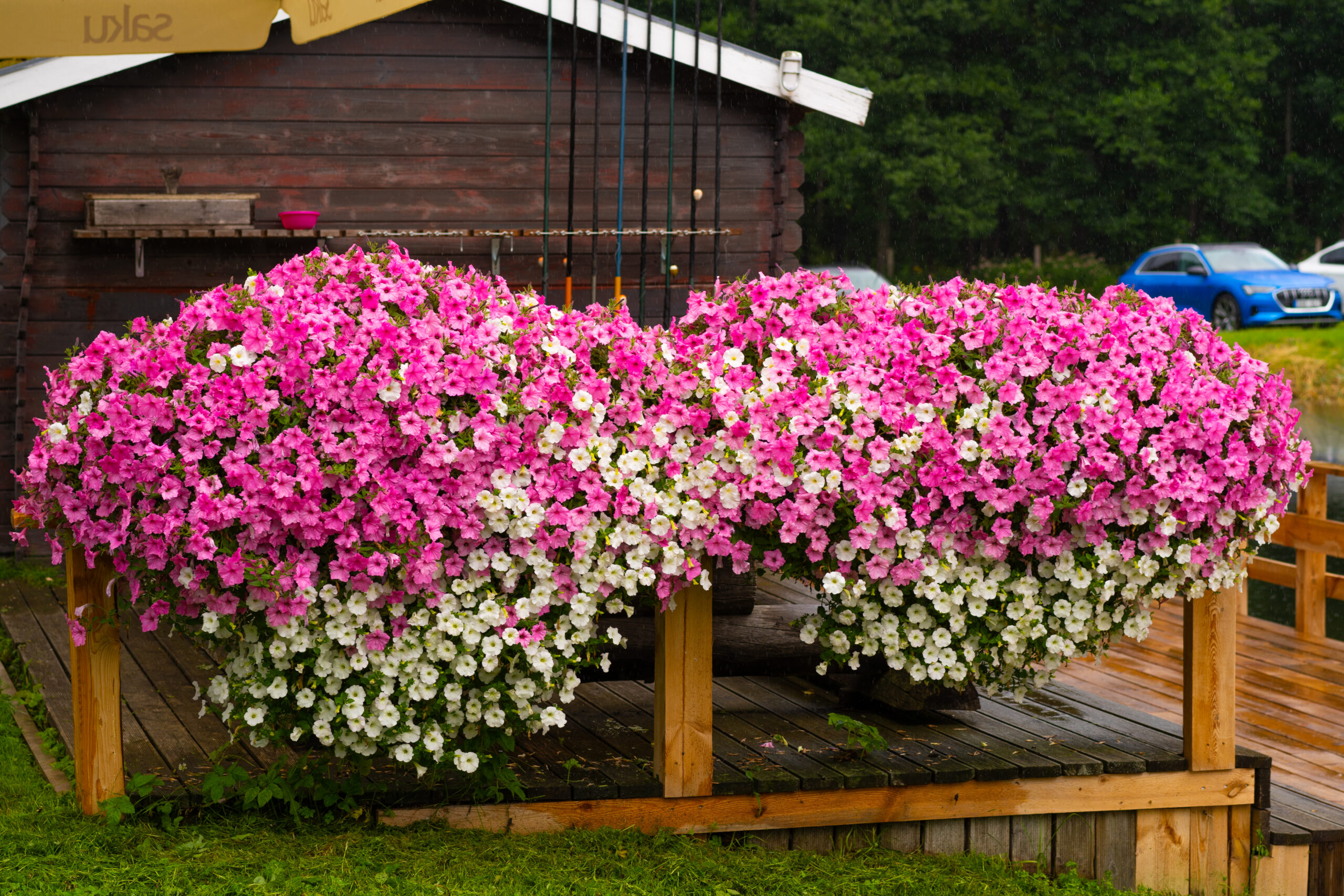 vista bubblegum vista bubblegum