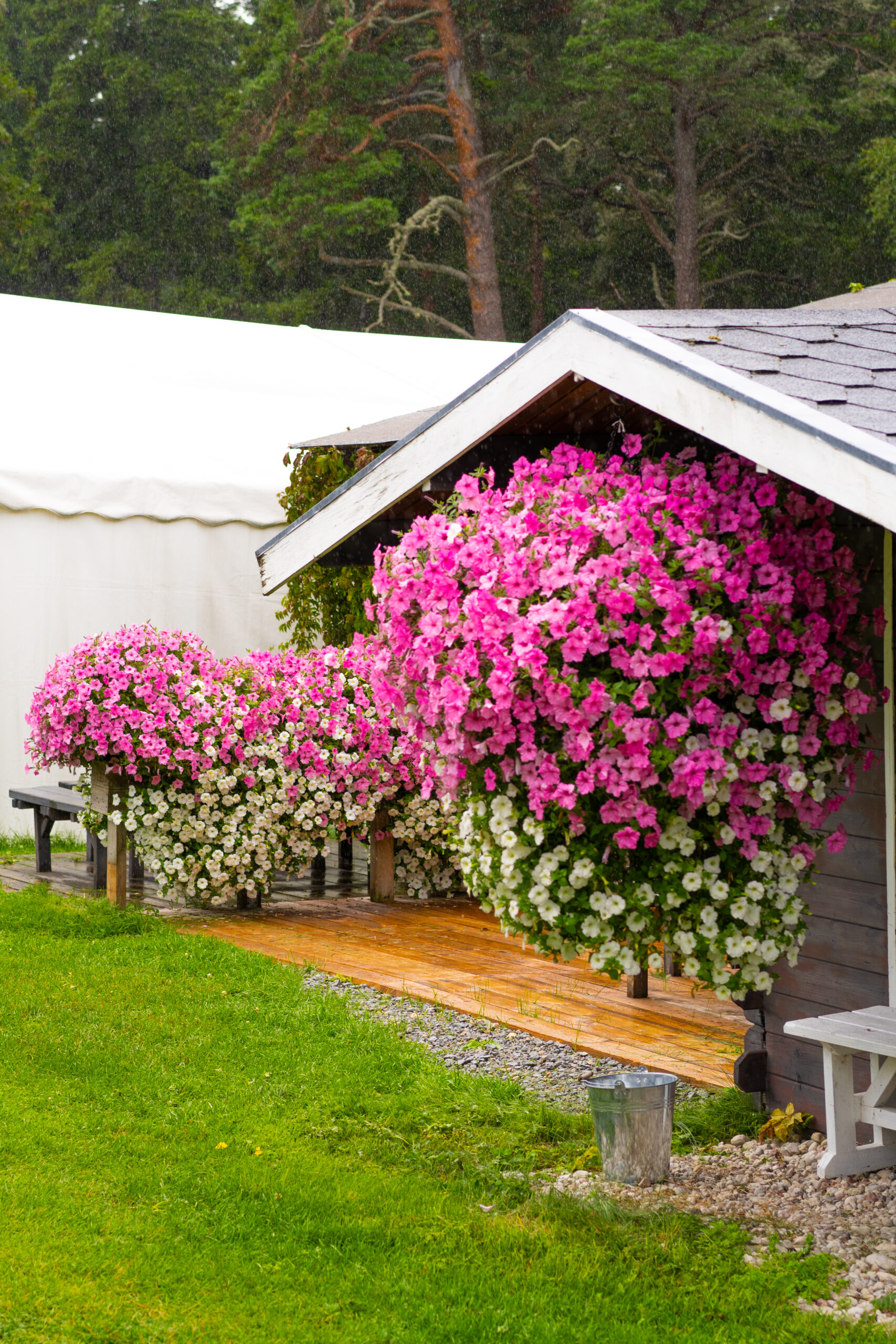 vista bubblegum vista bubblegum