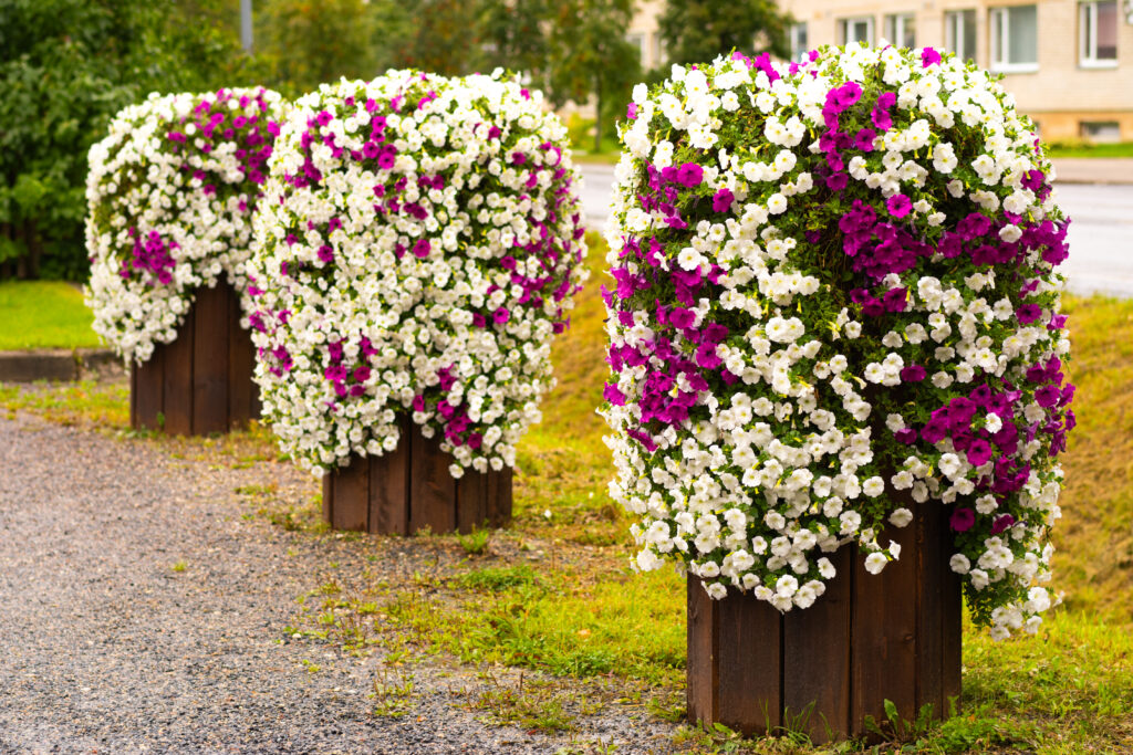 lilleparuni täis istutatud potid