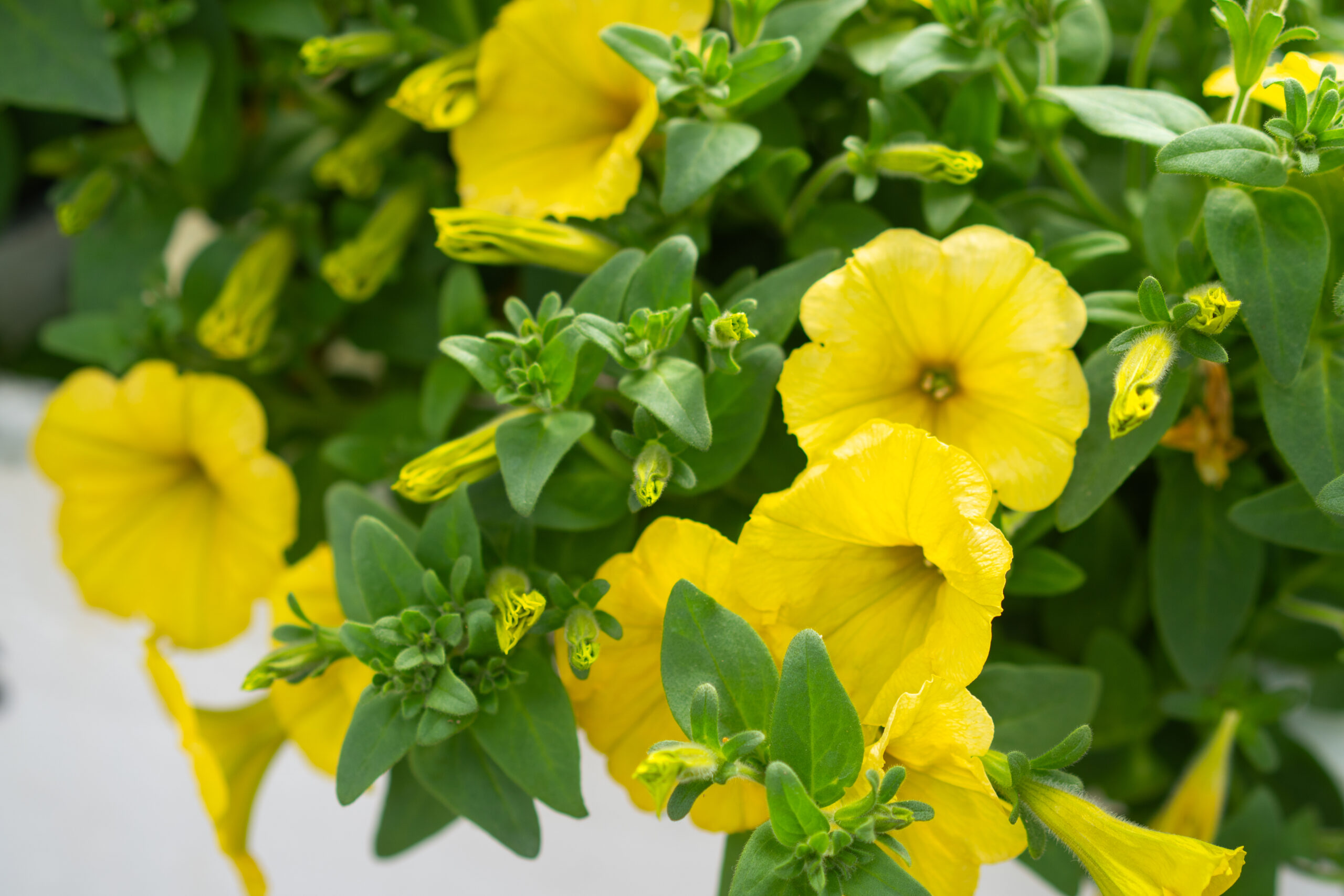 surfiinia dark yellow surfiinia dark yellow