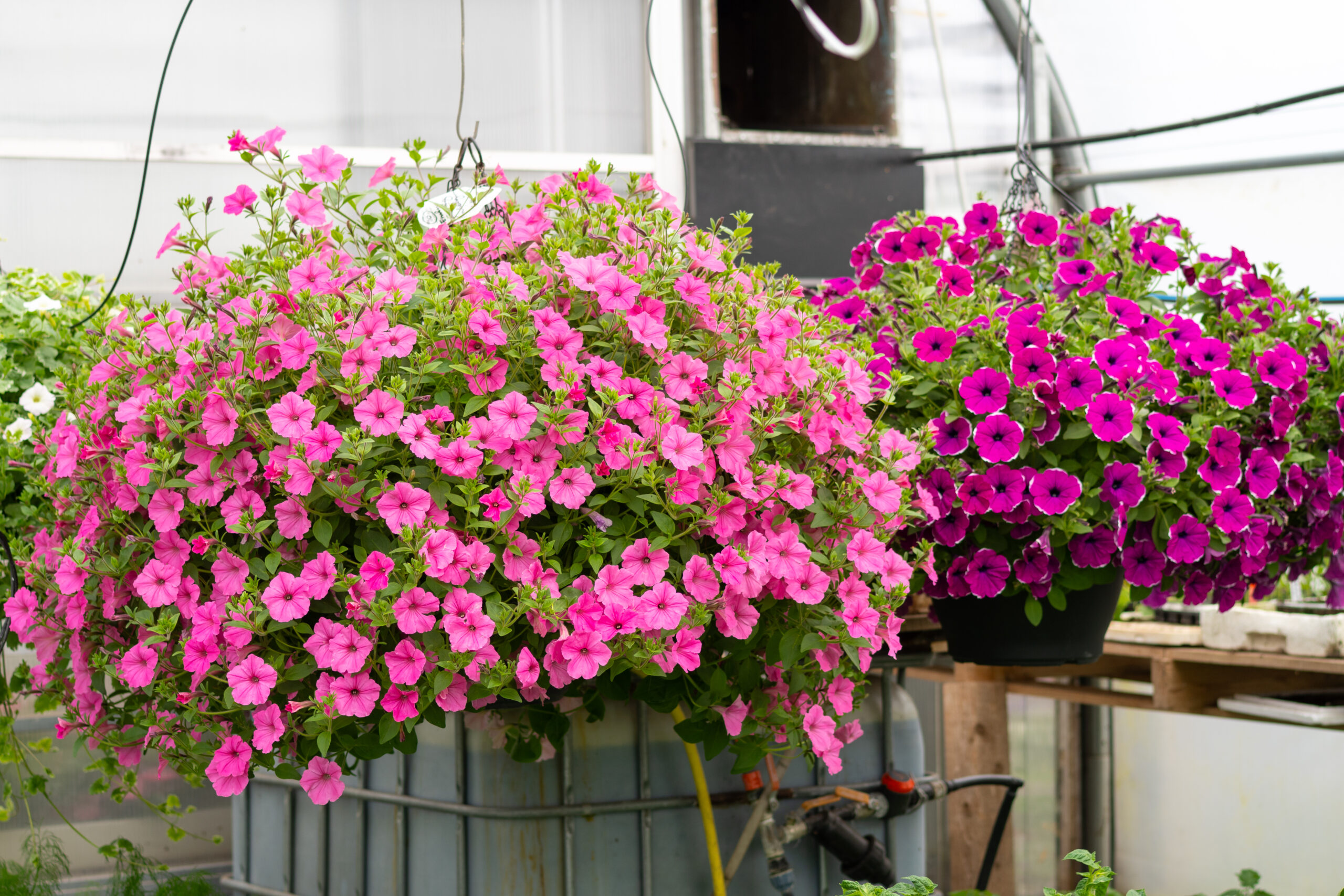 35 l ampel 35 l ampel