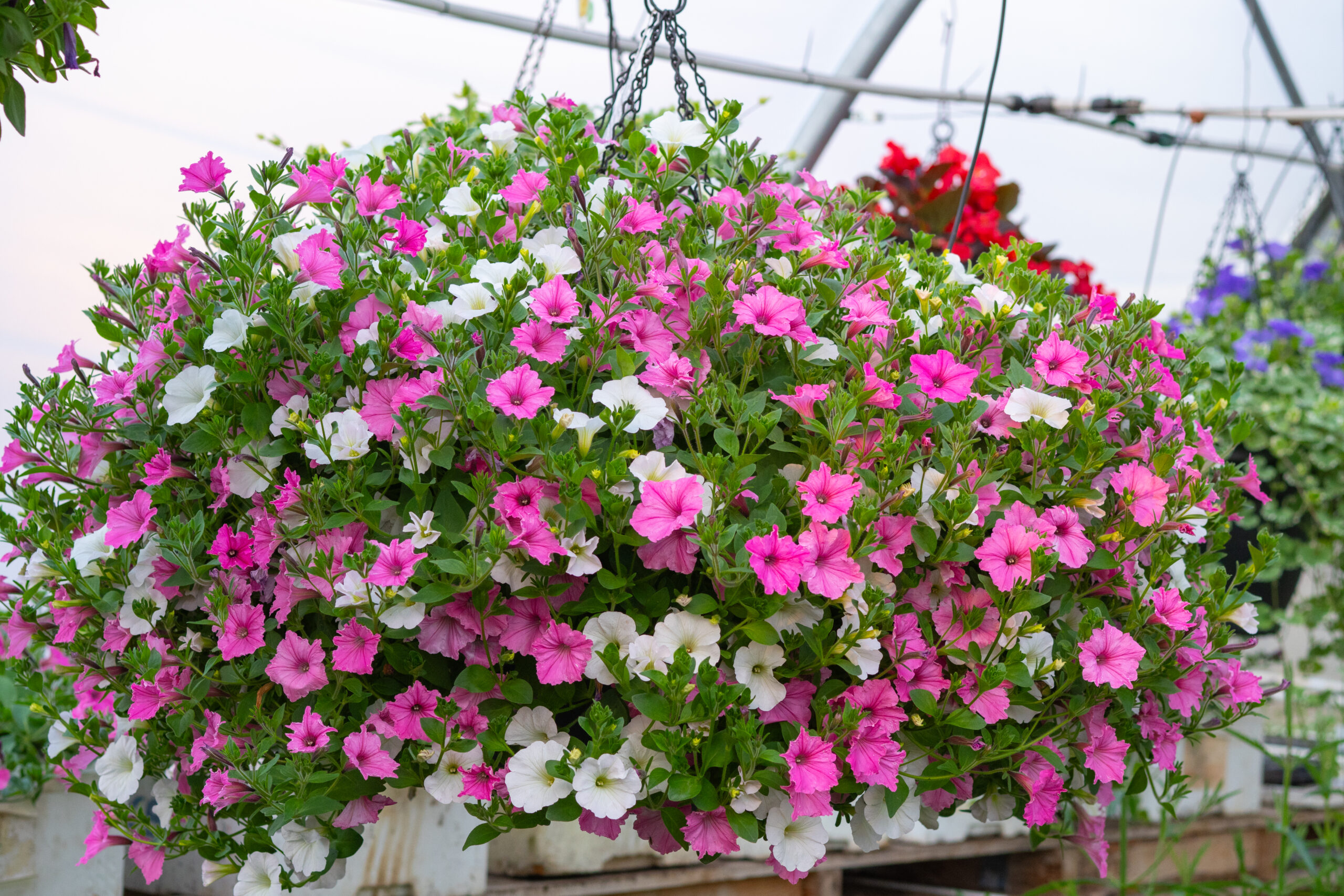 35 l ampel 35 l ampel