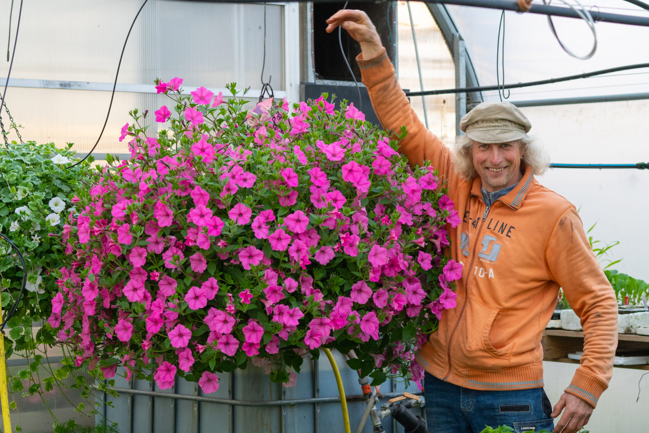 vista bubblegum vista bubblegum