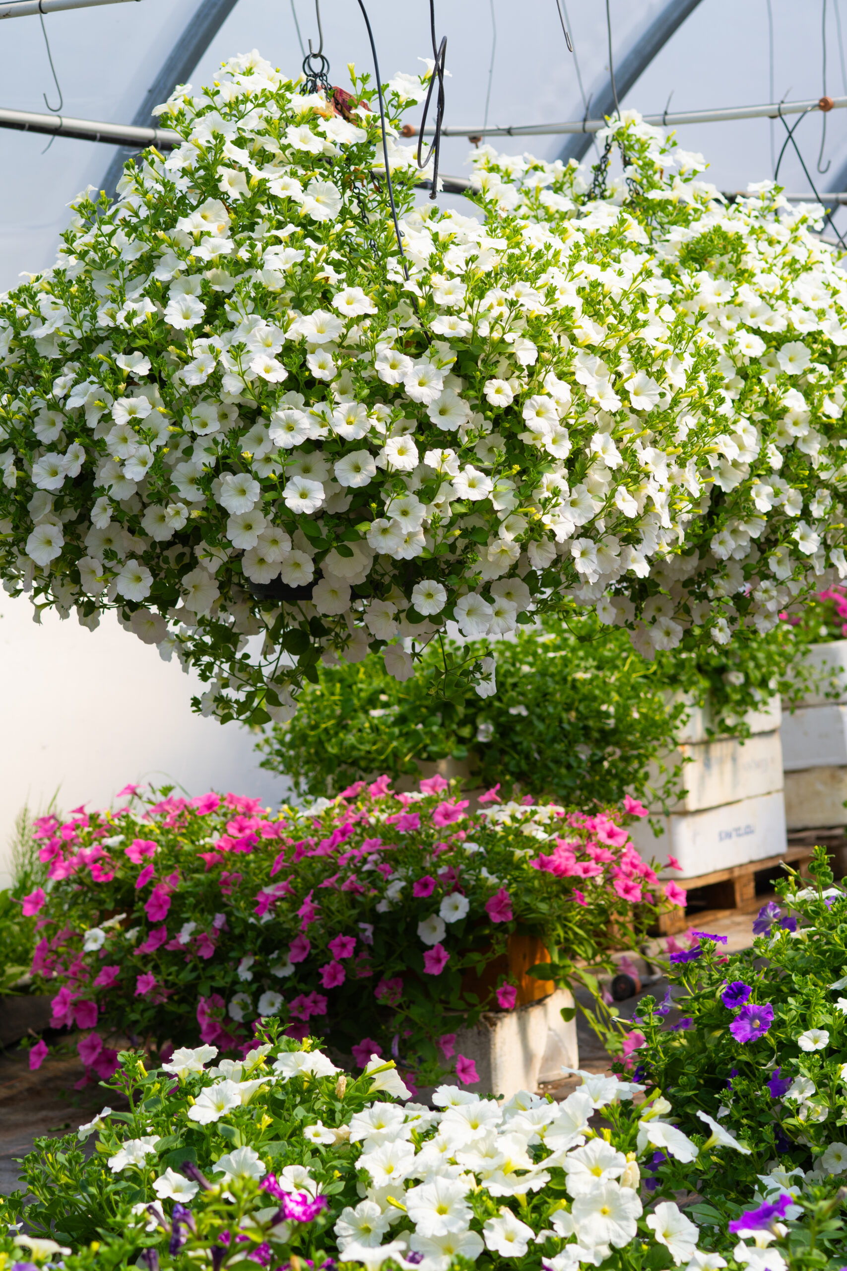 35 l ampel 35 l ampel