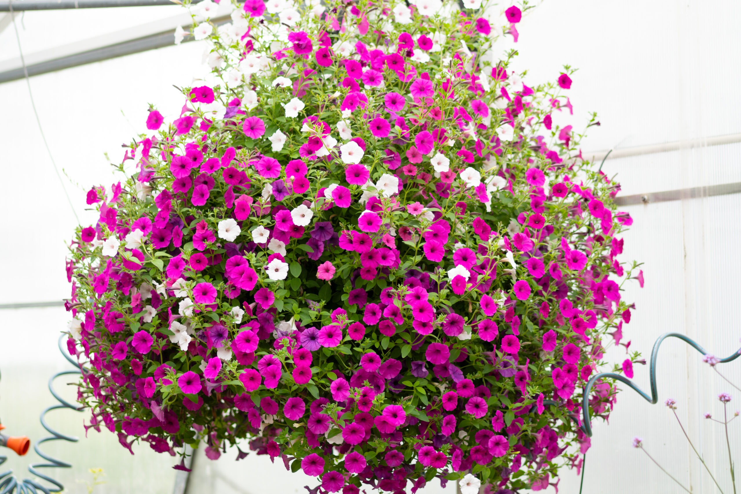 lilleparuni hiigelampel vista sortidega lilleparuni hiigelampel vista sortidega