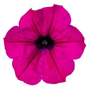 alpetunia dark purple