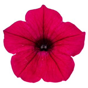 garden supreme raspberry