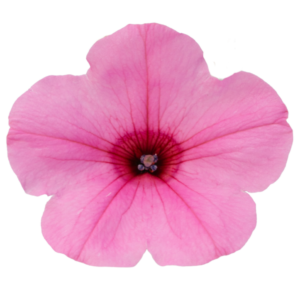 garden supreme sweet pink