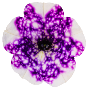 alpetunia glacier sky