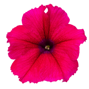 alpetunia hot pink