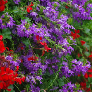 ville de paris red ja tiiviklill