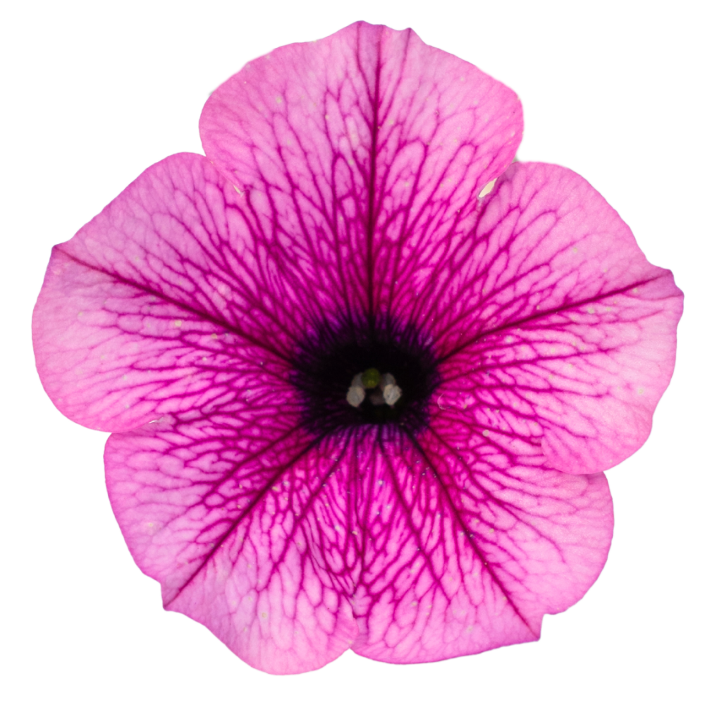 pink vein auto draft