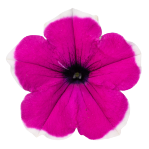 petuunia cascadias rim cherry