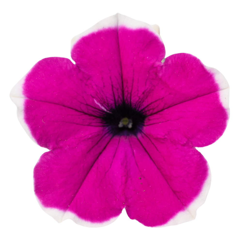 rim cherry petuunia cascadias rim cherry
