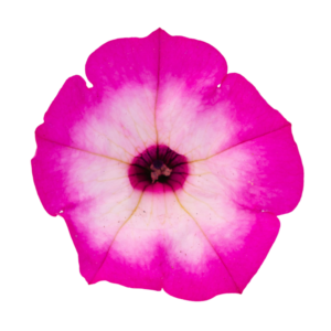 garden supreme radiant rose