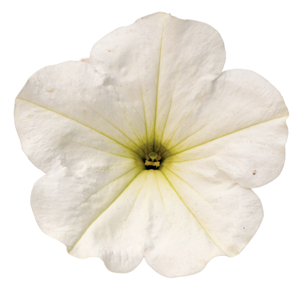 white Alpetuunia White