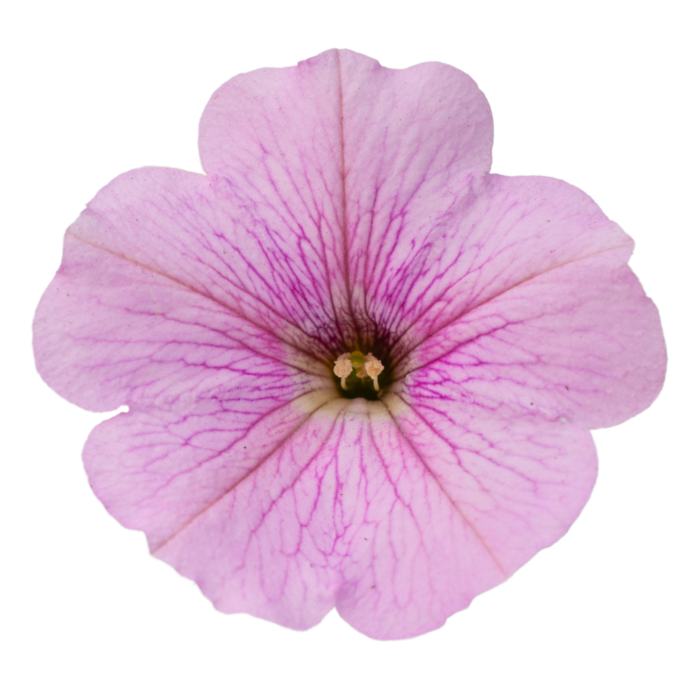 sweet pink Surfiinia sweet pink