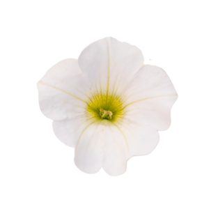 surfiinia table white