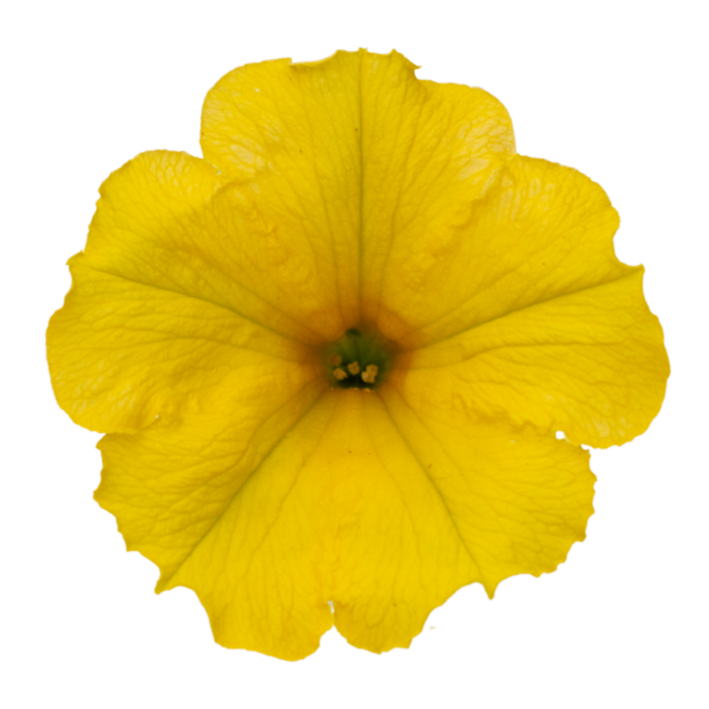 Surfiinia Dark Yellow Surfiinia Dark Yellow