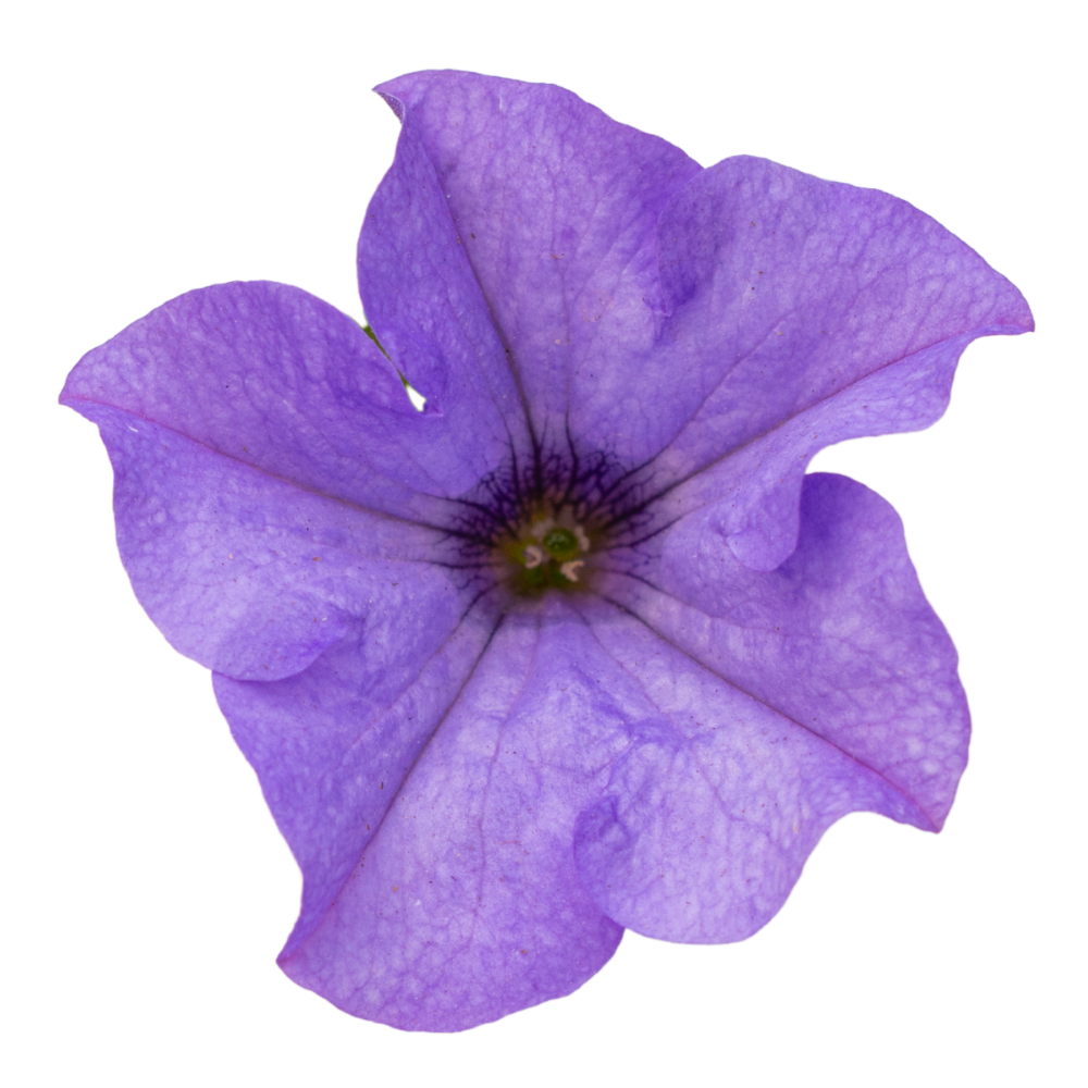 Surfiinia Heavenly Blue Surfiinia Heavenly Blue