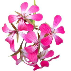 ville de paris bicolor