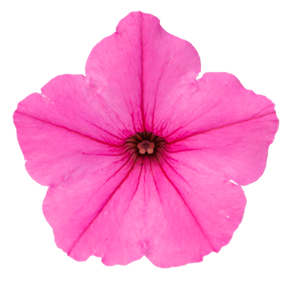 vista bubblegum vista bubblegum