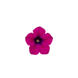 itsy magenta
