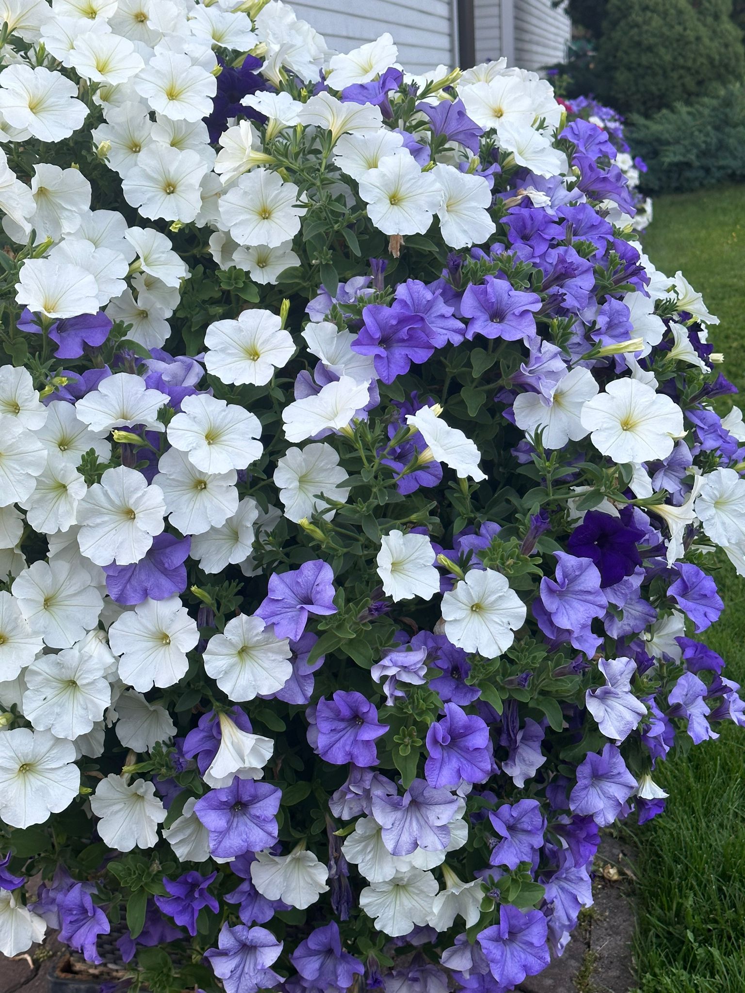 surfiinia blue surfiinia blue koos heavenly blue ja snow'ga