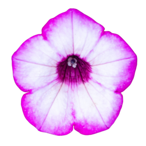 garden supreme white rose throat