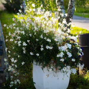 kalevikepp geyser white