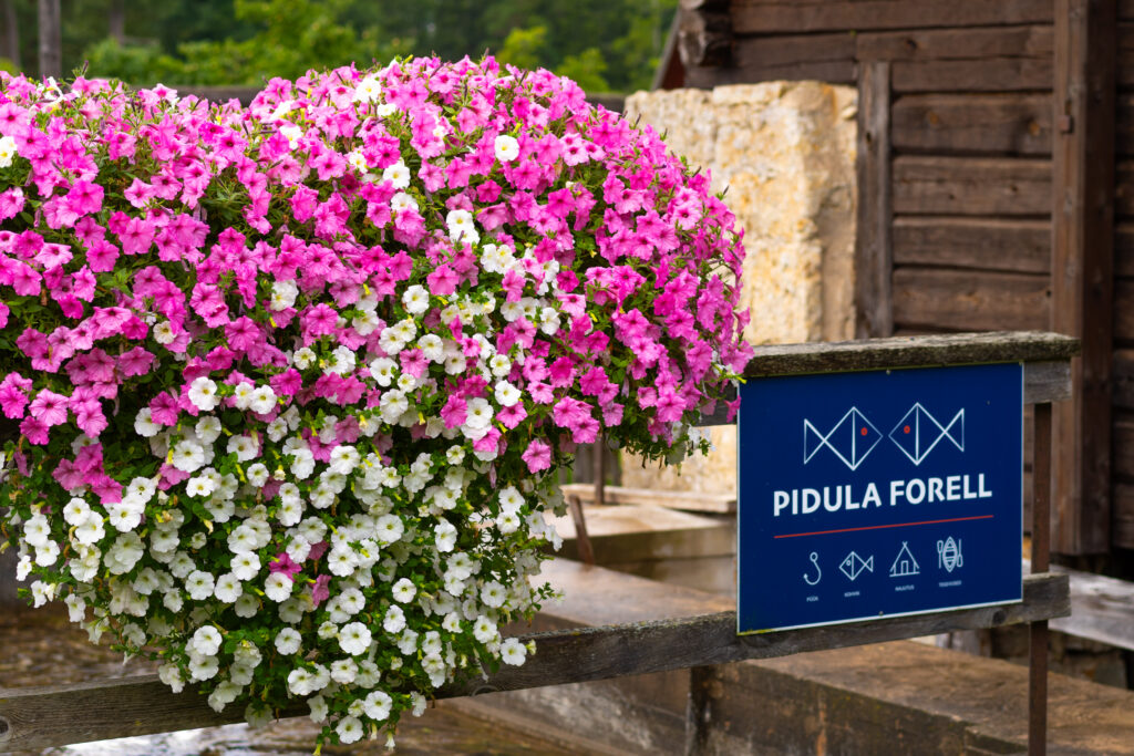 Lilleparuni lilled pidula forellis sortidega bubblegum ja snow